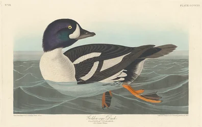 ゴールデンアイダック、1836